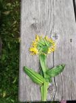 Image007
